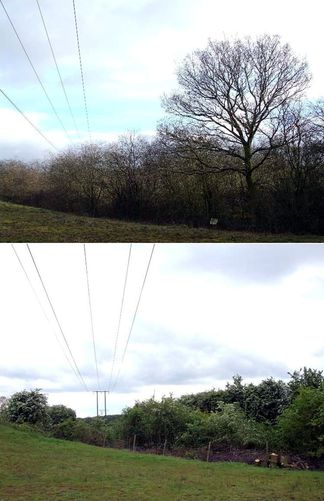 Before-and-after-tree-clearance-railway