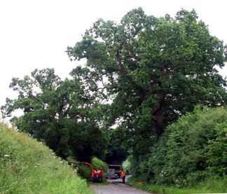 Warwick-oak-tree-pruning