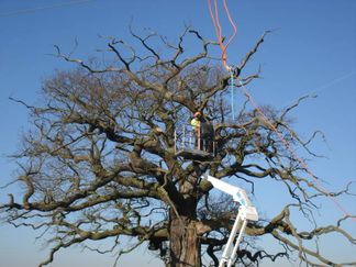 Veteran oak being pruned