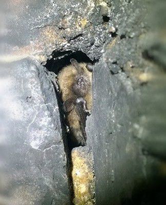 Bat-in-hibernation