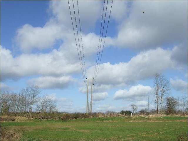 Warwick 2014 tree clearance by power line