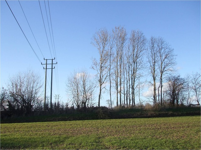 Warwick 2014 tree clearance power line job complete