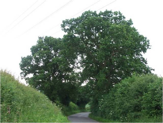 Pruned oak tree