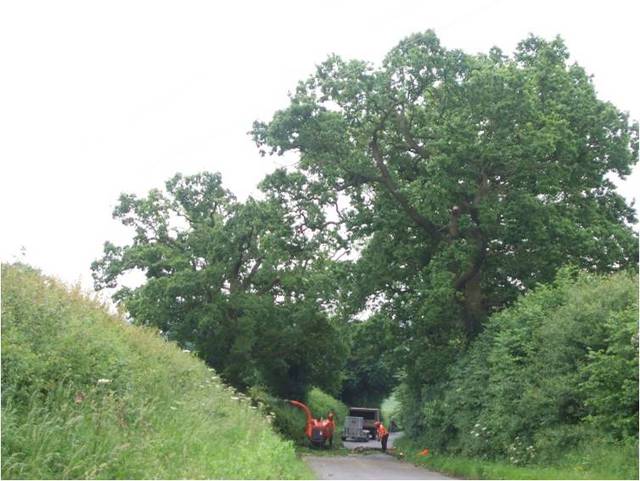 Warwick oaks pruning