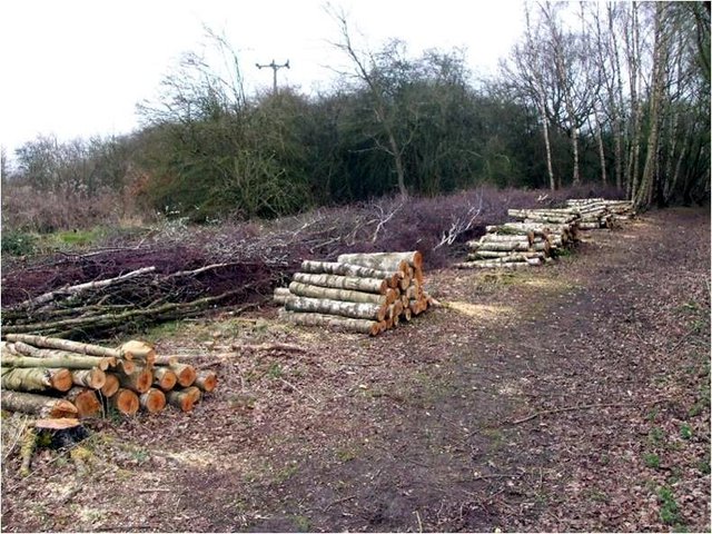 Northampton 2014 Cleared Trees