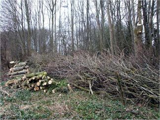 Northampton-2014-tree-clearing
