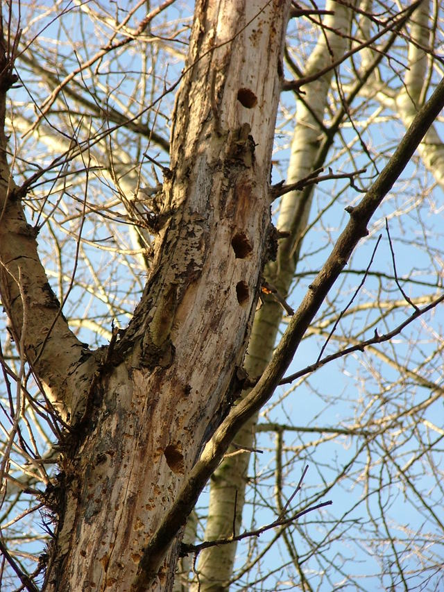 Woodpecker holes