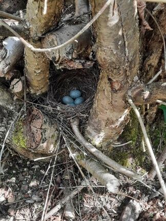 Bird nest in hazel coppice stool