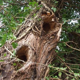 Coventry project rotting tree