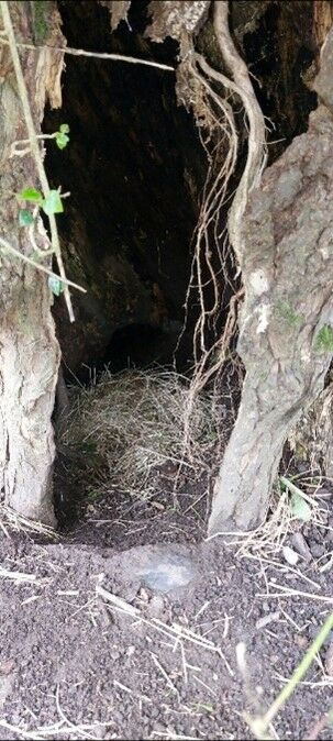 Badger sett in hollow willow pollard near coalville