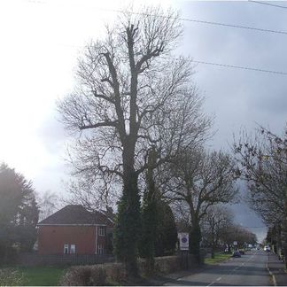 Coventry project pruned tree