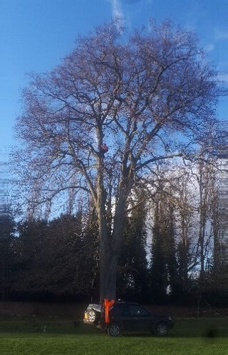 Bat-climbing-mature-beech-in-wollaton-park-nottingham