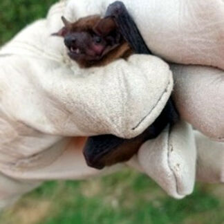 noctule-handled-bat-box-checks.jpg