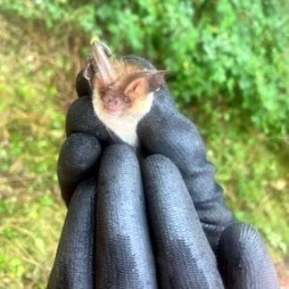 brown-long-eared-bat-handled-during-bat-box-checks.jpg