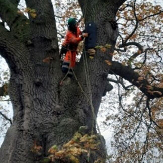 utilitree-arb-ltd-installing-bat-boxes-bat-mitigation.jpg