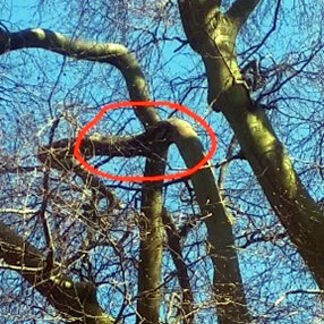 Noctule bat roost in mature beech tree at Wollaton Park, Nottingham.jpg