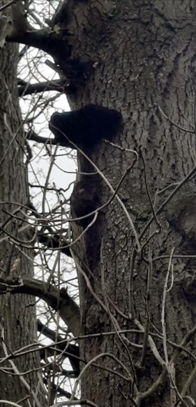 inonotus-hispidus-fungus-on-an-ash-tree-lincoln-school.jpg