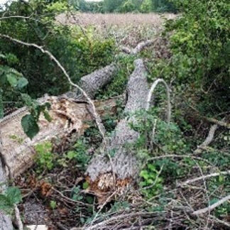 hazardous-poplars-failed-near-overhead-powe- line-loughborough.jpg